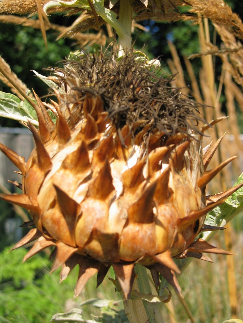 westonbirt_garden_festival_03_012 westonbirt_garden_festival_03_012